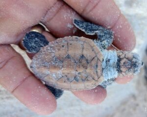 Nascimento de tartarugas reforça conservação na praia Patimirim em Trancoso Nascimento de tartarugas reforça conservação na praia Patimirim em Trancoso 117