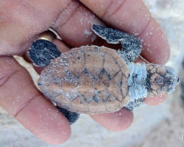 Nascimento de tartarugas reforça conservação na praia Patimirim em Trancoso 4