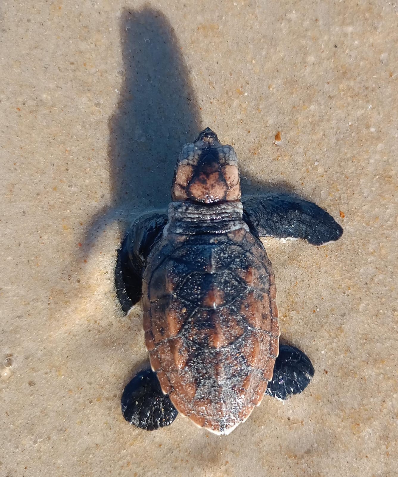 Nascimento de tartarugas reforça conservação na praia Patimirim em Trancoso 5