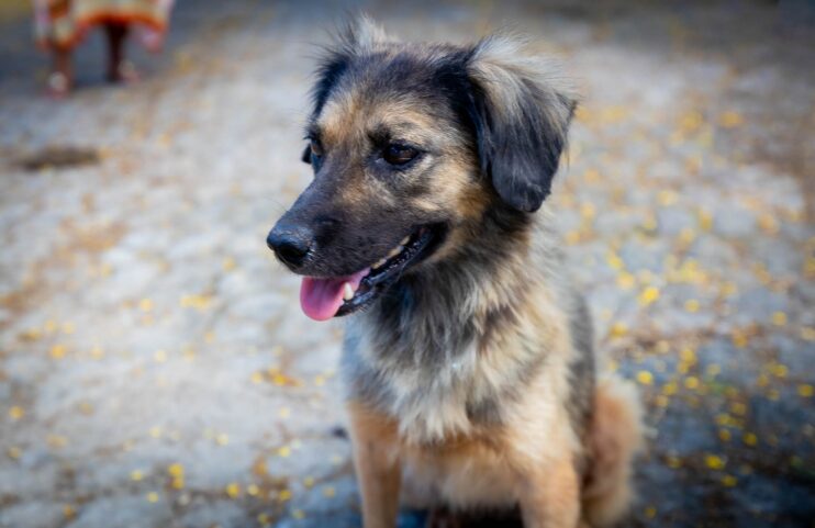 Prefeitura de Eunápolis fortalece campanha de adoção animal 9