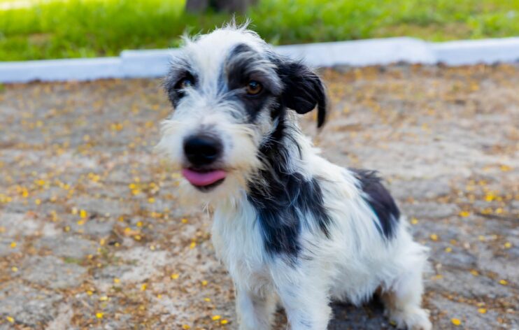 Prefeitura de Eunápolis fortalece campanha de adoção animal 12