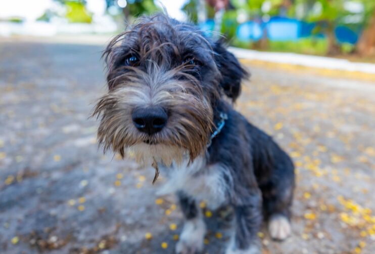 Prefeitura de Eunápolis fortalece campanha de adoção animal 11