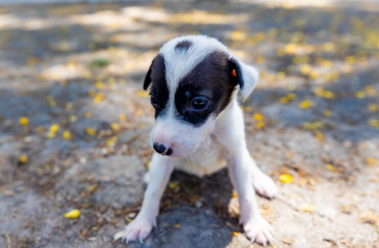 Prefeitura de Eunápolis fortalece campanha de adoção animal 8