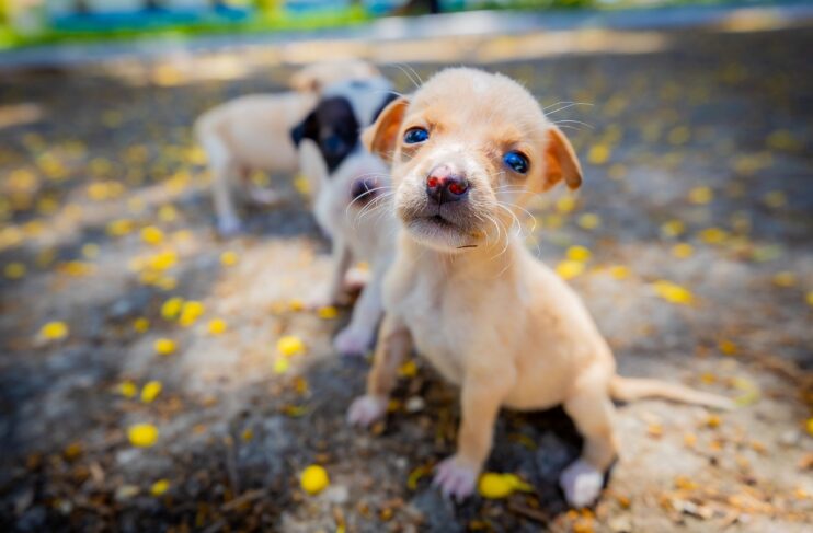 Prefeitura de Eunápolis fortalece campanha de adoção animal 10