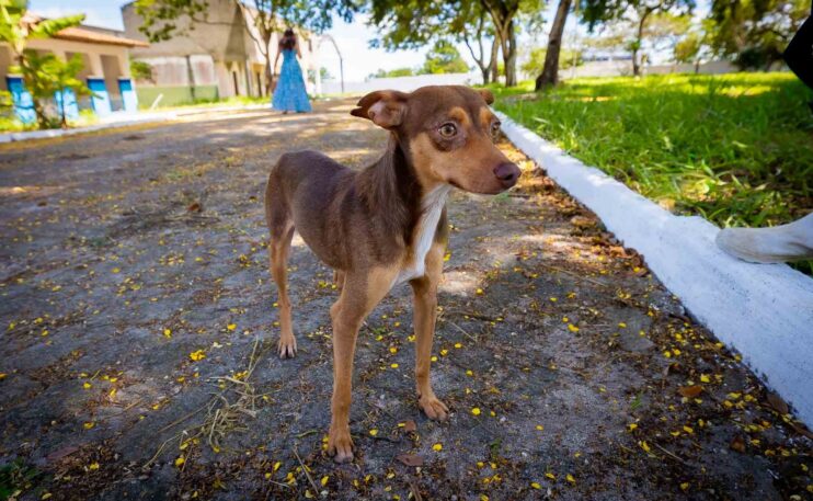 Prefeitura de Eunápolis fortalece campanha de adoção animal 7