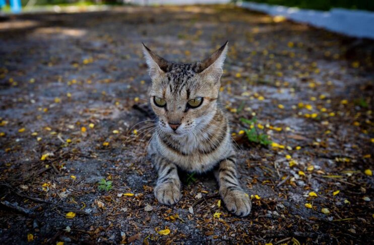 Prefeitura de Eunápolis fortalece campanha de adoção animal 6