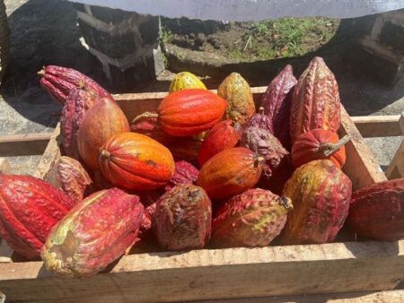Conselho do Café e Cacau da Costa do Marfim dobra compras semanais diante de queda na qualidade dos estoques 6