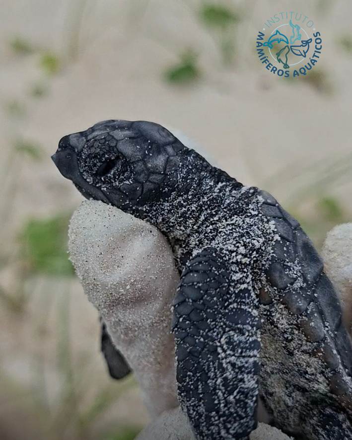 Temporada de tartarugas no Sul da Bahia atinge marca de 9,4 mil filhotes no primeiro bimestre do ano 5