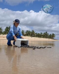 Temporada de tartarugas no Sul da Bahia atinge marca de 9,4 mil filhotes no primeiro bimestre do ano Temporada de tartarugas no Sul da Bahia atinge marca de 9,4 mil filhotes no primeiro bimestre do ano 118