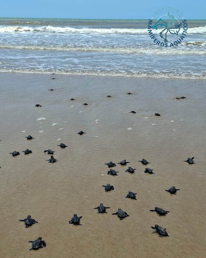 Temporada de tartarugas no Sul da Bahia atinge marca de 9,4 mil filhotes no primeiro bimestre do ano 6