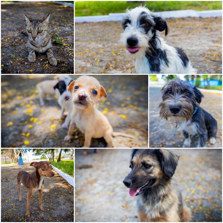 Prefeitura de Eunápolis fortalece campanha de adoção animal 4