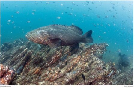 Mero reconhecido peixe-símbolo e patrimônio natural de Conceição da Barra 131