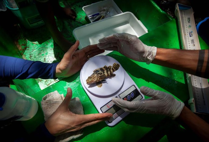 Mero reconhecido peixe-símbolo e patrimônio natural de Conceição da Barra 5