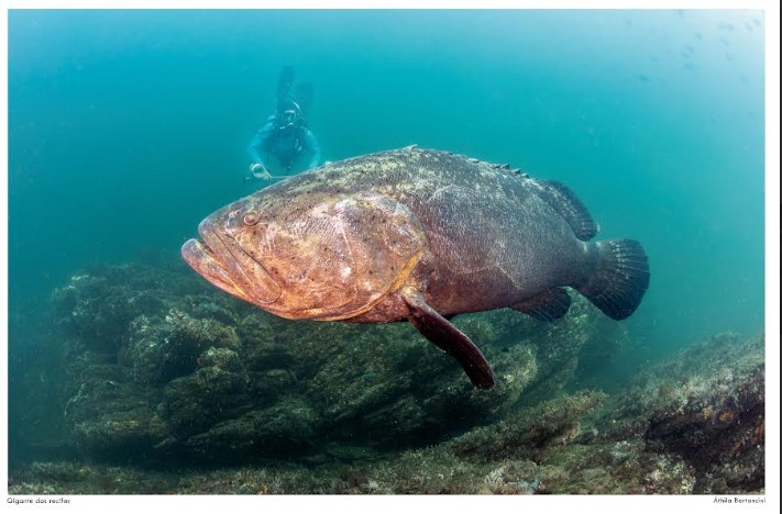 Mero reconhecido peixe-símbolo e patrimônio natural de Conceição da Barra 6