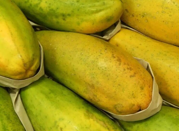 Em alta: mamão formosa já apresenta preços mais altos que o havaí em algumas regiões 4