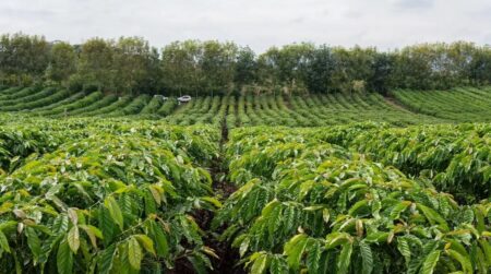 Clima favorece safra de café 2026/27 no Brasil 8