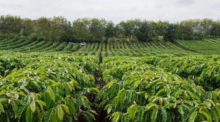 Clima favorece safra de café 2026/27 no Brasil 4