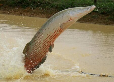Ibama declara pirarucu espécie invasora e libera abate do peixe fora da Bacia Amazônica Ibama declara pirarucu espécie invasora e libera abate do peixe fora da Bacia Amazônica 129