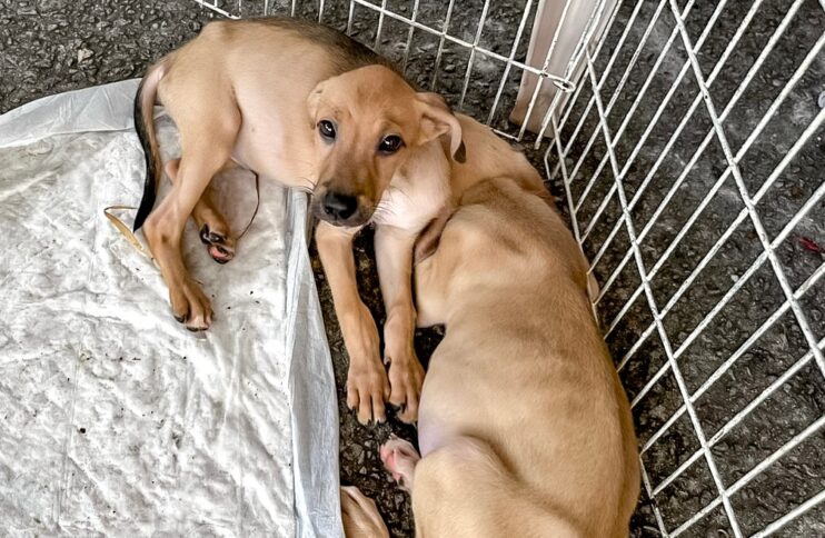 Adoção responsável ganha força em Porto Seguro com feira que garante 23 novos lares 4