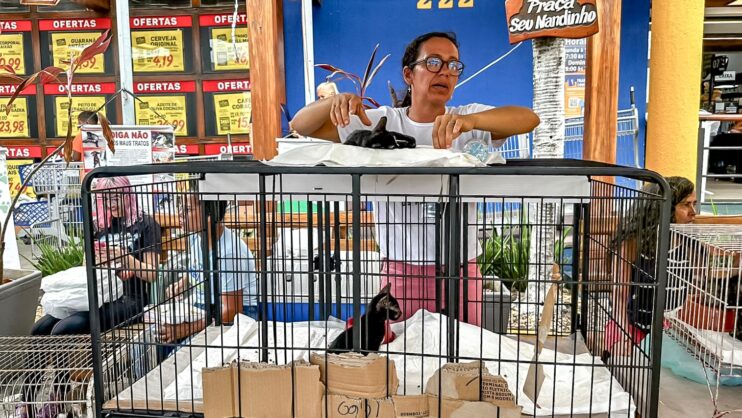 Adoção responsável ganha força em Porto Seguro com feira que garante 23 novos lares 16