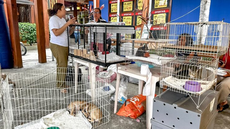 Adoção responsável ganha força em Porto Seguro com feira que garante 23 novos lares 15