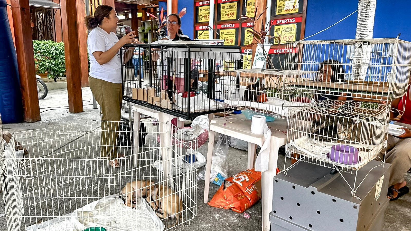 Adoção responsável ganha força em Porto Seguro com feira que garante 23 novos lares 6