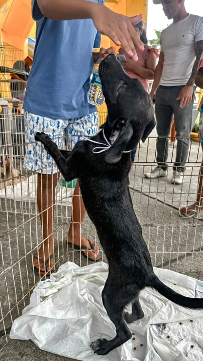 Adoção responsável ganha força em Porto Seguro com feira que garante 23 novos lares 11