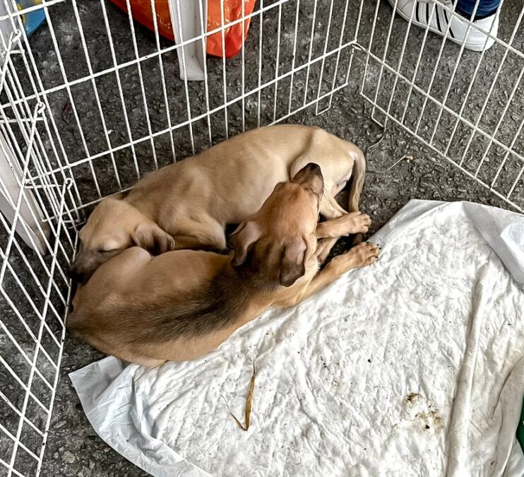 Adoção responsável ganha força em Porto Seguro com feira que garante 23 novos lares 9