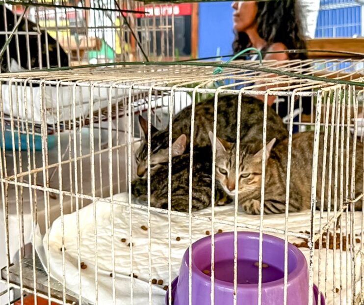 Adoção responsável ganha força em Porto Seguro com feira que garante 23 novos lares 8