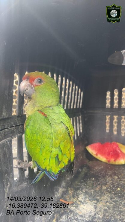 Semac intensifica resgates de animais silvestres em Porto Seguro 16