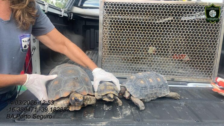 Semac intensifica resgates de animais silvestres em Porto Seguro 4