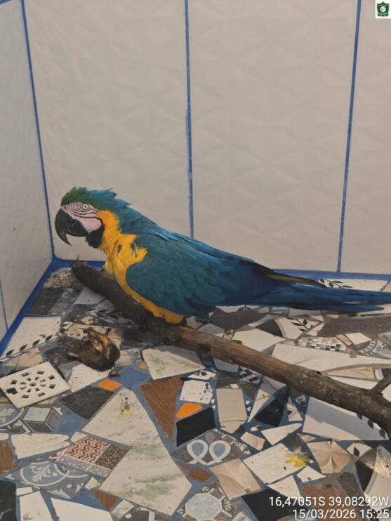 Semac intensifica resgates de animais silvestres em Porto Seguro 13