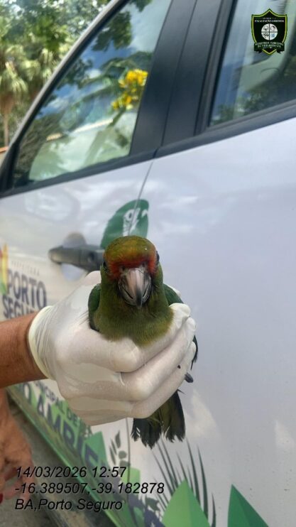 Semac intensifica resgates de animais silvestres em Porto Seguro 15