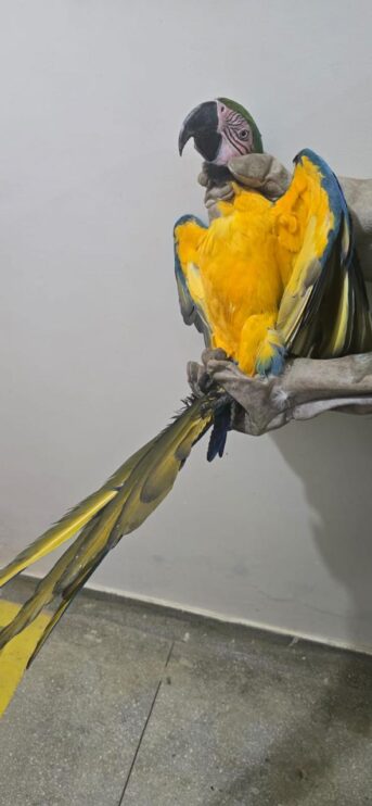 Semac intensifica resgates de animais silvestres em Porto Seguro 11