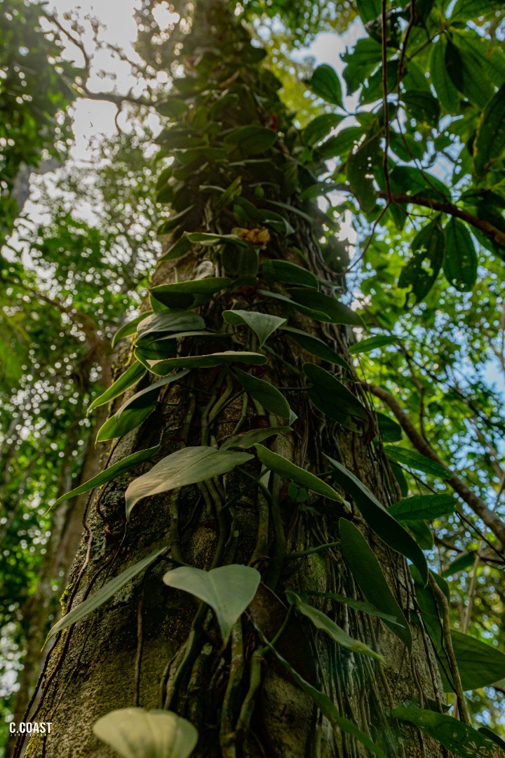 Guia do Visitante: viver o Monte Pascoal nunca foi tão fácil 8