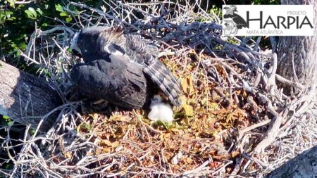 Novo filhote de harpia nasce na área da Estação Veracel 10