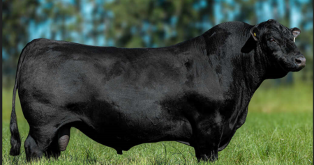 Alta tem 5 reprodutores entre os TOP 10 da raça Brangus 10