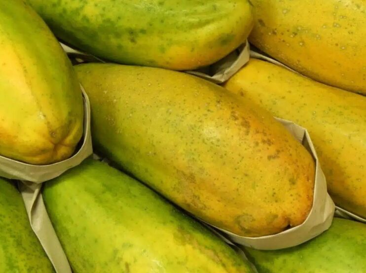 Preço do mamão cai no Norte do ES e demanda segue enfraquecida 4