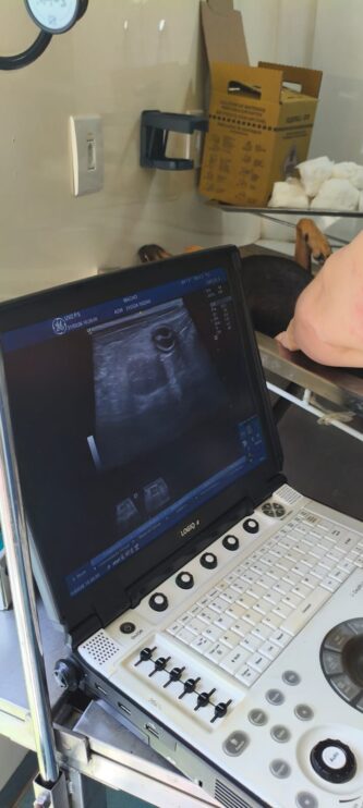 WhatsApp Image 2026-03-31 at 17.50.27 (1) Secretaria do Meio Ambiente realiza atendimentos veterinários, vacinações e castrações em Porto Seguro 20