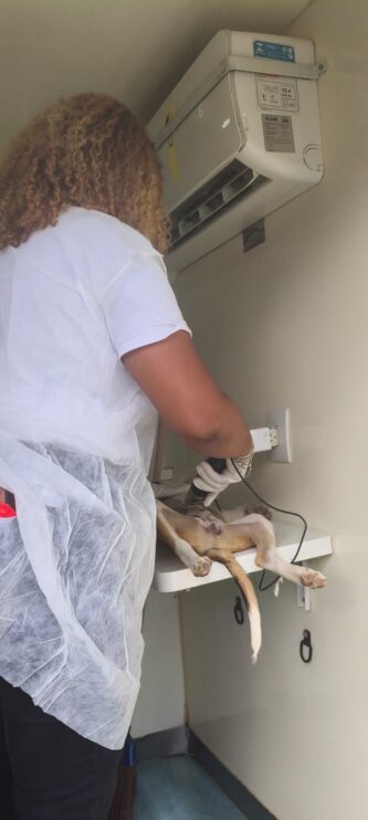 WhatsApp Image 2026-03-31 at 17.50.27 (2) Secretaria do Meio Ambiente realiza atendimentos veterinários, vacinações e castrações em Porto Seguro 19