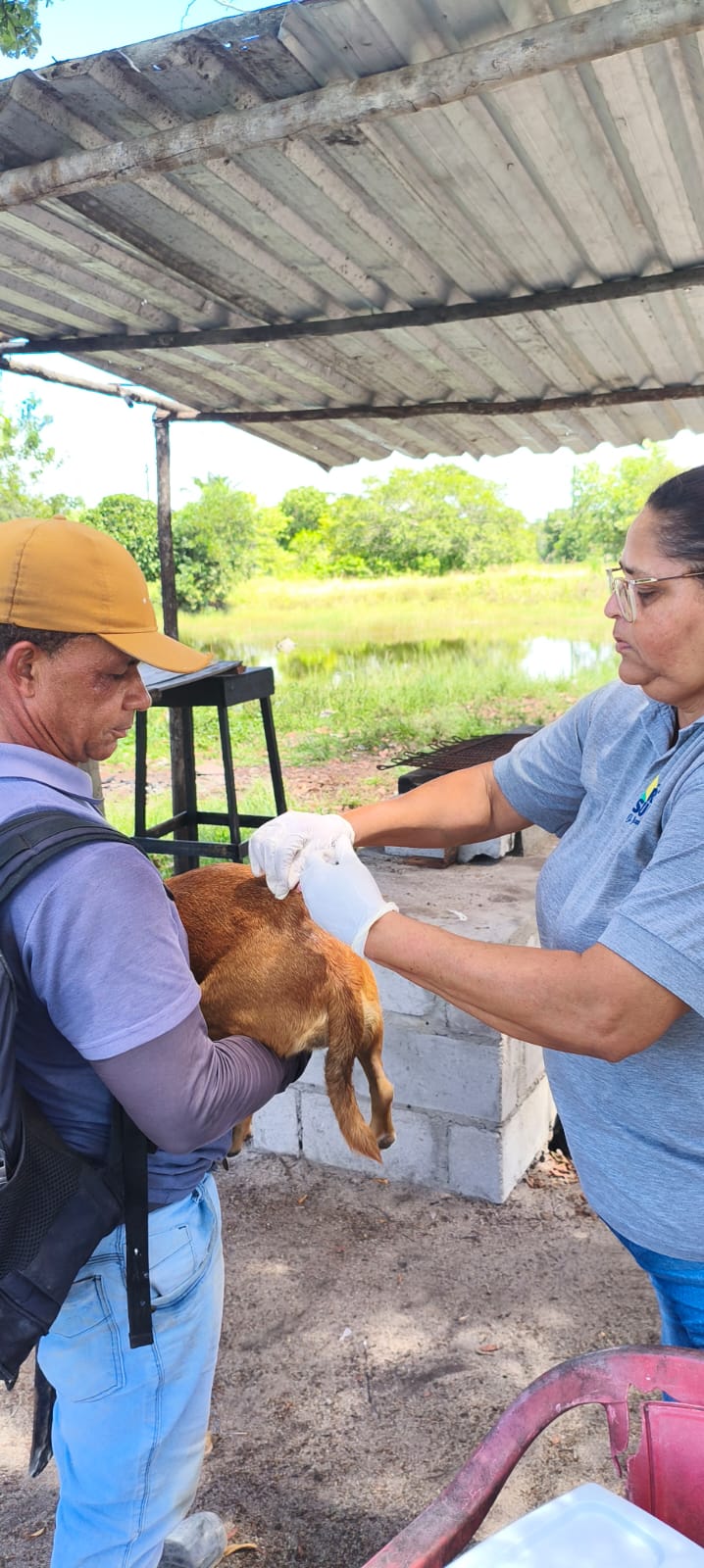 Secretaria do Meio Ambiente realiza atendimentos veterinários, vacinações e castrações em Porto Seguro 6