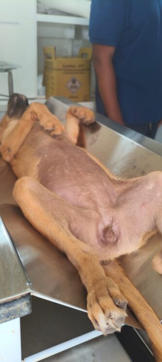 WhatsApp Image 2026-03-31 at 17.50.28 (1) Secretaria do Meio Ambiente realiza atendimentos veterinários, vacinações e castrações em Porto Seguro 17