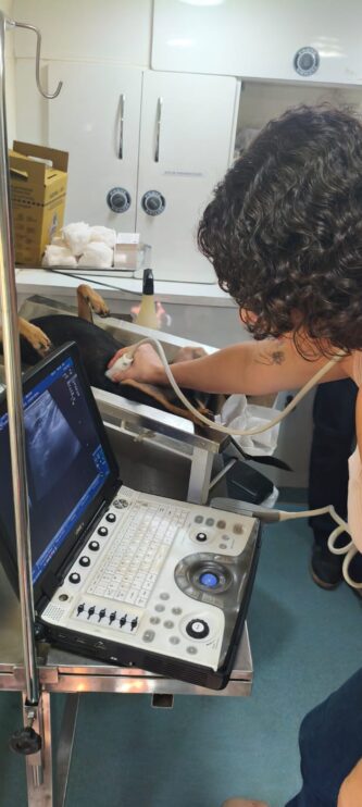 WhatsApp Image 2026-03-31 at 17.50.28 (2) Secretaria do Meio Ambiente realiza atendimentos veterinários, vacinações e castrações em Porto Seguro 16