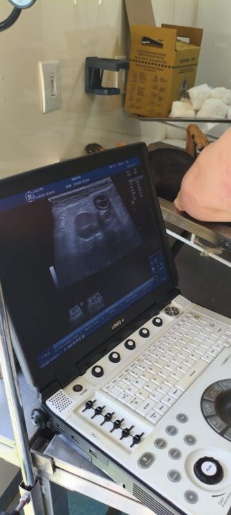 WhatsApp Image 2026-03-31 at 17.50.30 (3) Secretaria do Meio Ambiente realiza atendimentos veterinários, vacinações e castrações em Porto Seguro 8