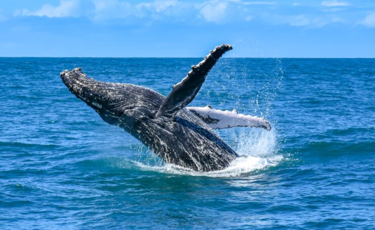 WhatsApp Image 2026-04-09 at 11.25.44 (2) Calendário de eventos impulsiona Porto Seguro como destino ativo o ano inteiro 10