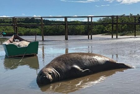 Elefante-marinho surpreende banhistas na Praia do Sossego em Mucuri 127