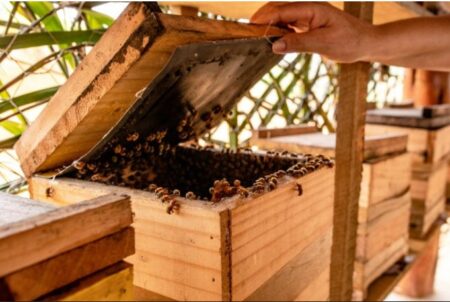 Veracel fortalece cadeia da apicultura no Sul da Bahia e beneficia 133 famílias Veracel fortalece cadeia da apicultura no Sul da Bahia e beneficia 133 famílias 125