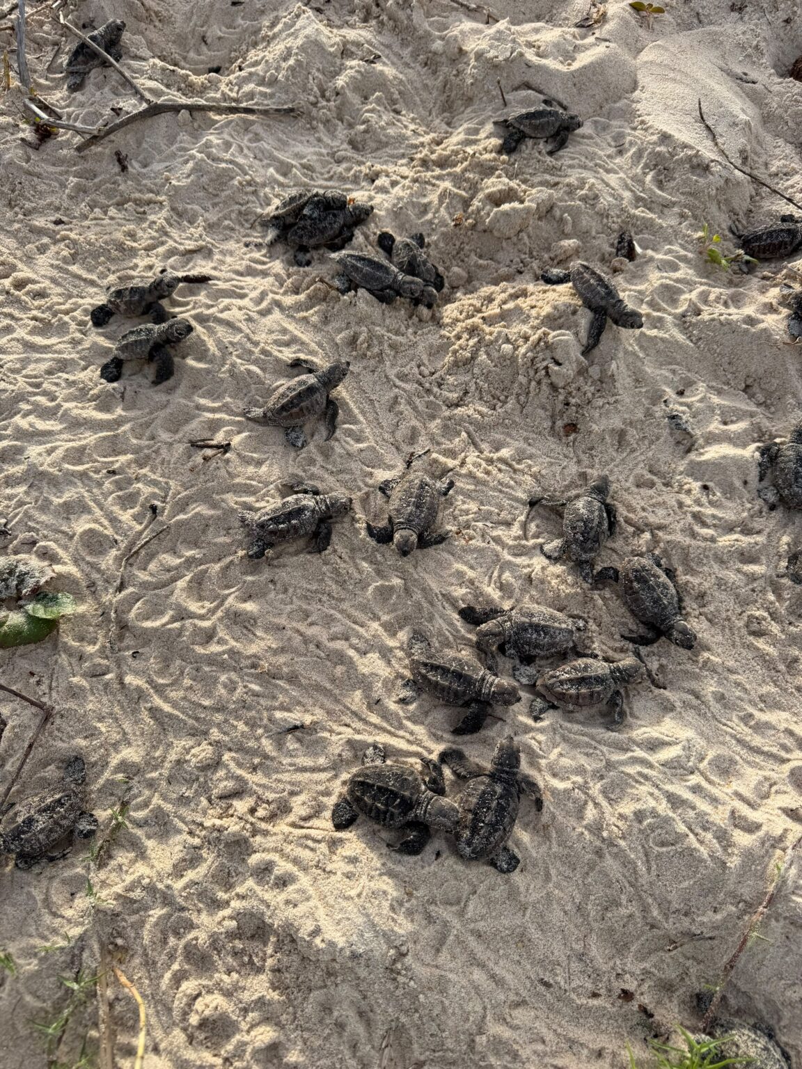 Nascimento de tartarugas-de-pente reforça preservação em Trancoso Nascimento de tartarugas-de-pente reforça preservação em Trancoso 9