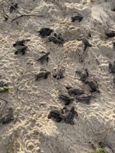 Nascimento de tartarugas-de-pente reforça preservação em Trancoso 1