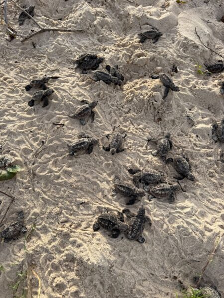 Nascimento de tartarugas-de-pente reforça preservação em Trancoso Nascimento de tartarugas-de-pente reforça preservação em Trancoso 125